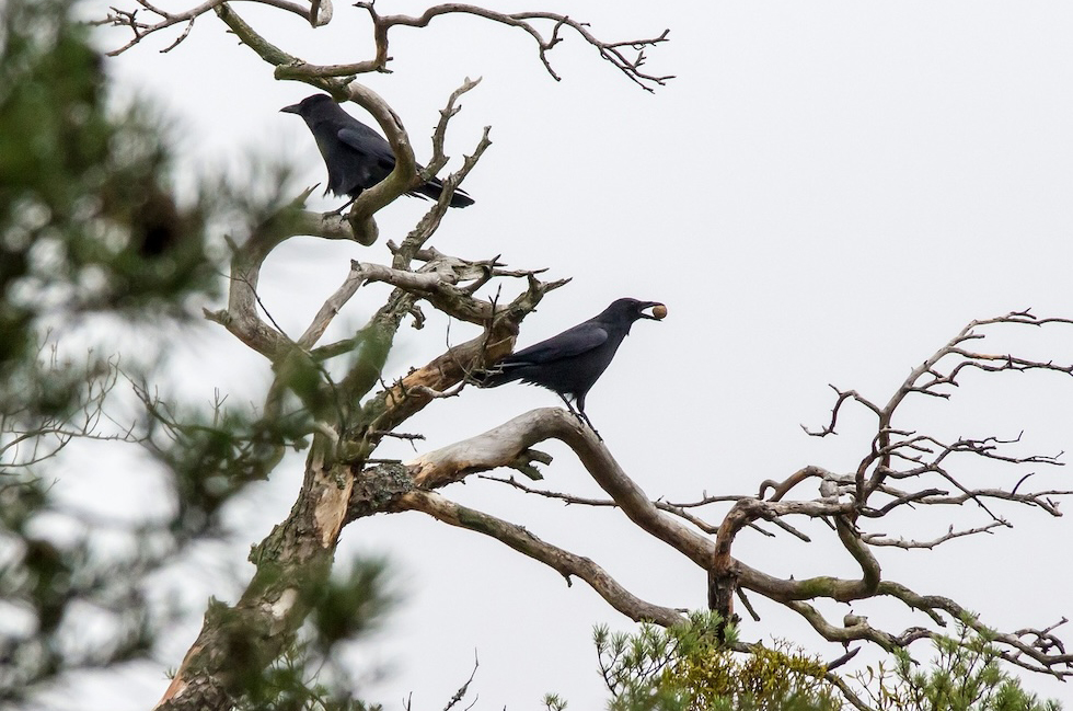 害虫・害鳥の発生